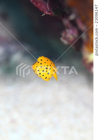 Minami Hako fu 23096147