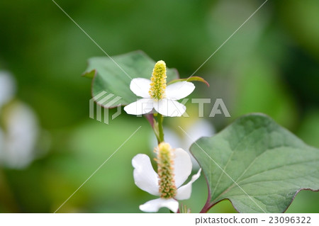 Hokkaido Hokkaido 23096322