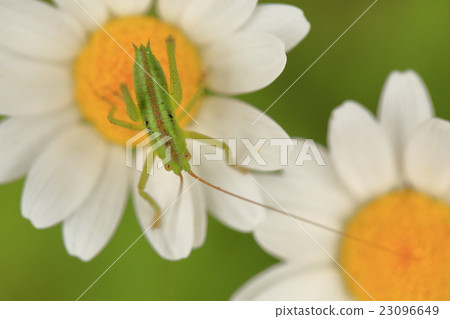 雛菊和蚱蜢 雛菊和蚱蜢 23096649