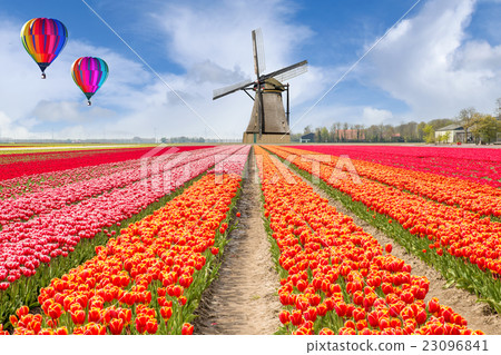 Landscape of Netherlands bouquet of tulips Landscape of Netherlands bouquet of tulips 23096841