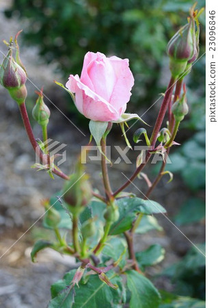 Rose Quinn Elizabeth Sakaki Chikumagawa Rose Park Rose Quinn Elizabeth Sakaki Chikumagawa Rose Park 23096846