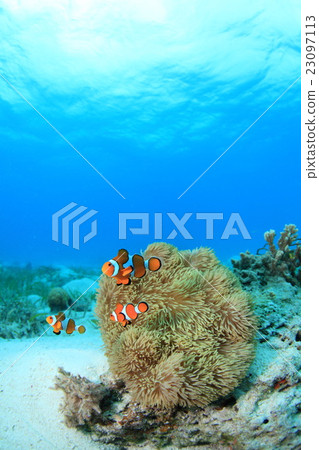 小丑anemonefish 23097113