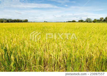 Rice fields with blue sky background 23097557