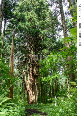 Big forest tree Akita Big forest tree Akita 23097819