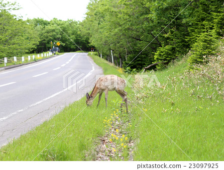 Wild deer Hokkaido Wild deer Hokkaido 23097925