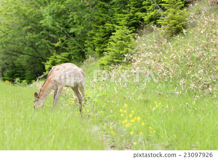 Wild deer Hokkaido Wild deer Hokkaido 23097926