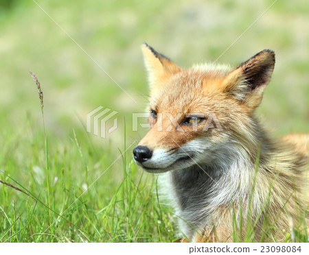 Wild north fox Hokkaido Wild north fox Hokkaido 23098084