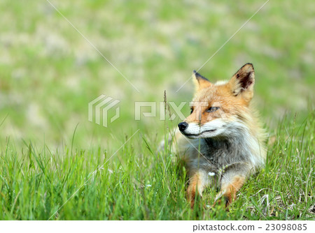 North Fox Hokkaido North Fox Hokkaido 23098085