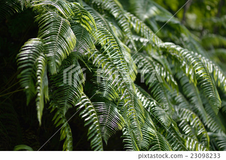 A group of Vladiva 23098233