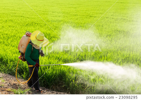 Farmers spraying pesticides in rice fields 23098295