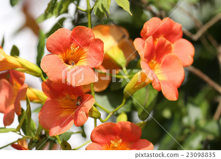 Flowers of bees and novices 23098835