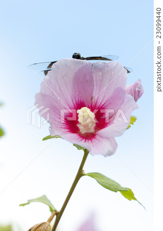 蝴蝶骨頭 23099440