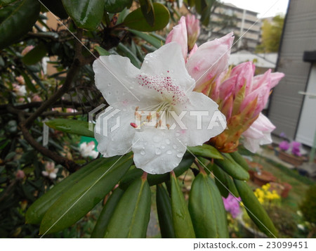 Rhododendron 23099451