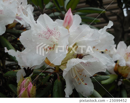 Rhododendron 23099452