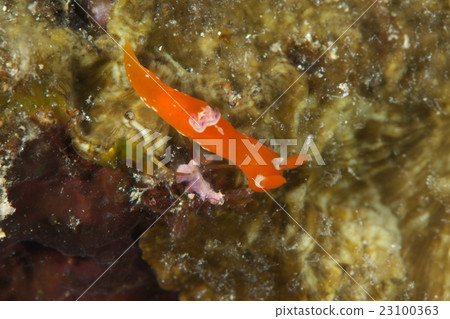 Red skull rumblebush 23100363