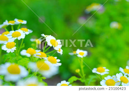 Matcaria Matcaria 23100423