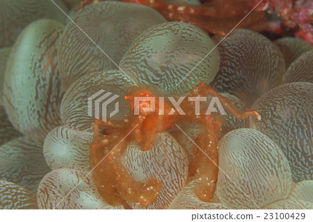 南方藍蟹 23100429