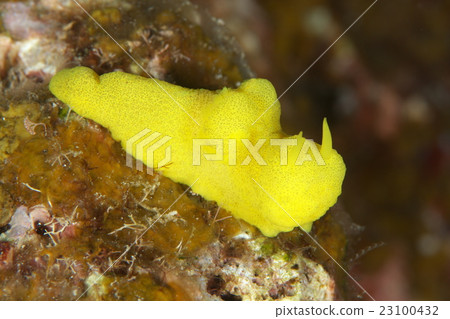 Lemon sea cow 23100432