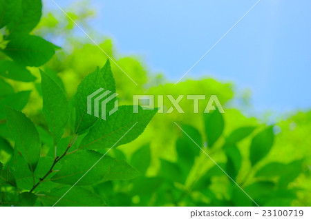 Fresh green Fresh green 23100719