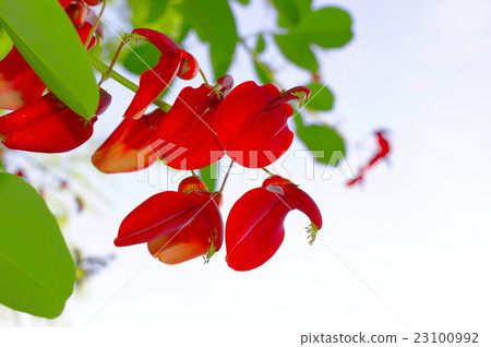 Flower of ladder (closeup) 23100992