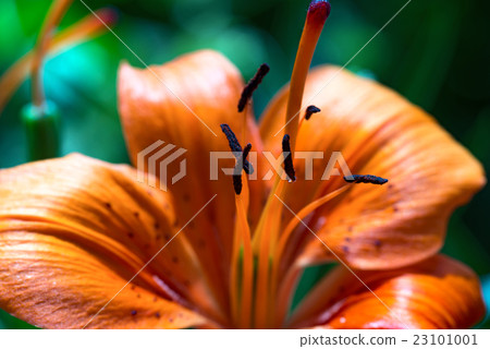 Macro Photo of an Orange Tiger Lily Flower 23101001