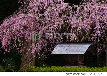 下垂的櫻桃樹 23101156