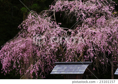 下垂的櫻桃樹 下垂的櫻桃樹 23101157