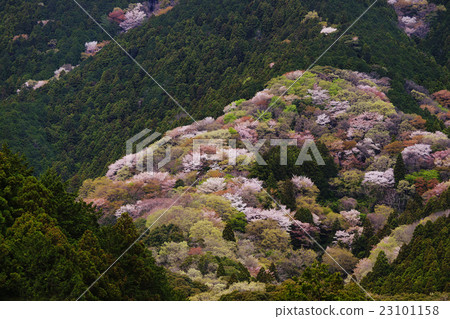 野生烏鴉 23101158