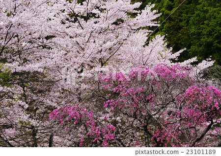 Blooming flowers 23101189