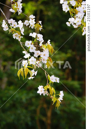 下垂的櫻桃樹 23101197