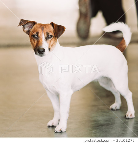 White small dog jack russell terrier 23101275