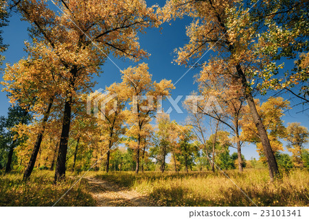 sunny day in autumn sunny forest trees, green-圖庫照片 [23101341