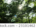 陽光透過初夏 23101462