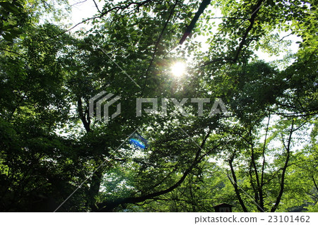 Sunlight through early summer Sunlight through early summer 23101462