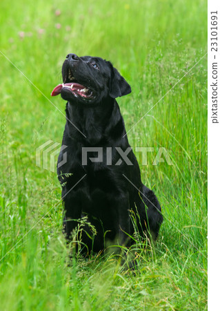Black Labrador Retriever dog Black Labrador Retriever dog 23101691