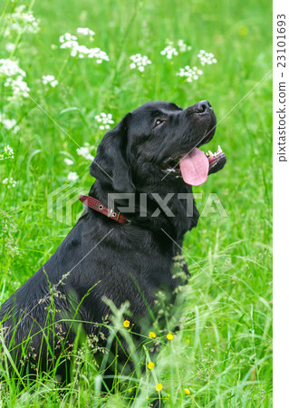 Black Labrador Retriever dog  23101693