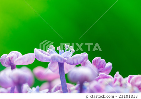 Small flowers of eddy hydrangea 23101818