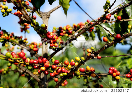 Coffee tree 23102547