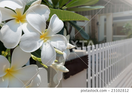 frangipani plumeria tropical spa flower 23102812