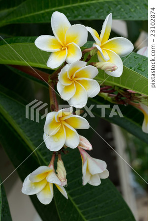 white frangipani plumeria tropical flower 23102874