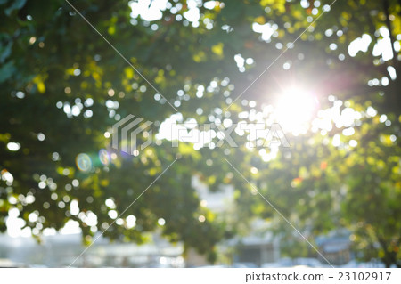 sunlight through leaves on tree, image blur bokeh sunlight through leaves on tree, image blur bokeh 23102917