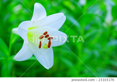 Shin Yorian Shin Yorian 23103176