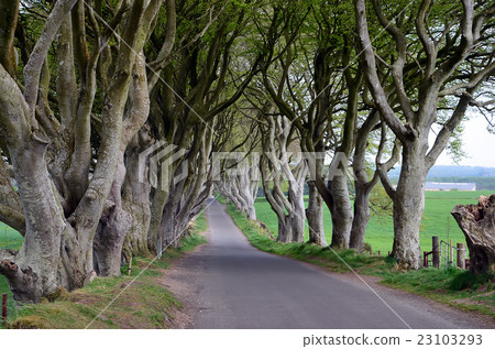 dark Hedges Beech trees nature landscape dark Hedges Beech trees nature landscape 23103293