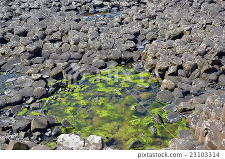 Giant Causeway with seaweed between rocks Giant Causeway with seaweed between rocks 23103314