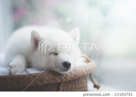 Cute white puppy sleeping on wicker bed 23103791