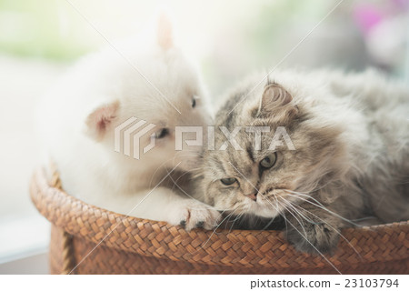 Cute siberian husky and persian cat lying 23103794