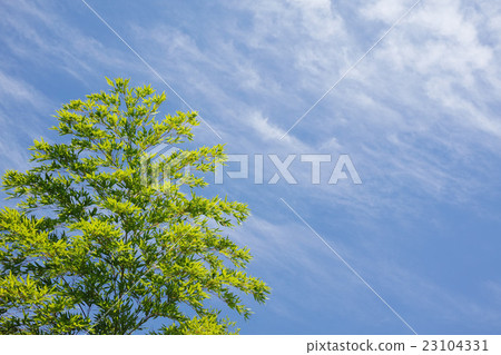 藍天斜向一邊與綠色竹子葉子和雲彩 藍天斜向一邊與綠色竹子葉子和雲彩 23104331