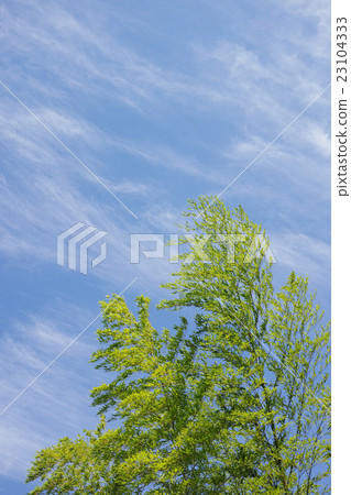與綠色竹子葉子和雲彩的藍天 23104333