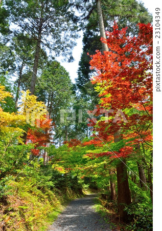 京都Saruimaru神社 23104349
