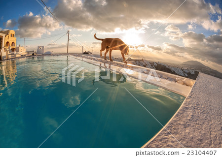 Dog on the wall, Santorini island in Greece 23104407